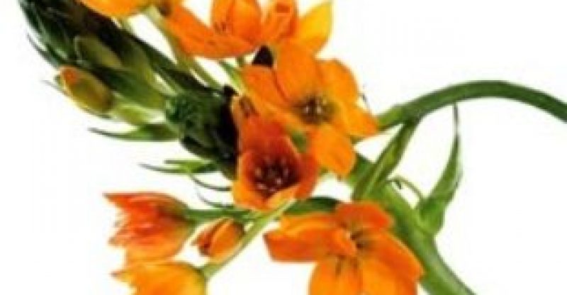 How Works Bach Flower Rescue Remedy