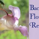 Bach Flower Remedies