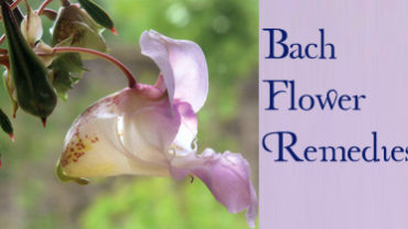 Bach Flower Remedies Bach Flower Remedies