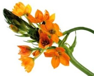 How Works Bach Flower Rescue Remedy 1