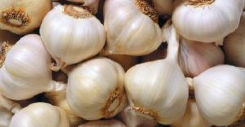 Naturopathy – Garlic Health Benefits