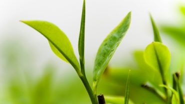 Health Benefits of Green Tea Health Benefits of Green Tea