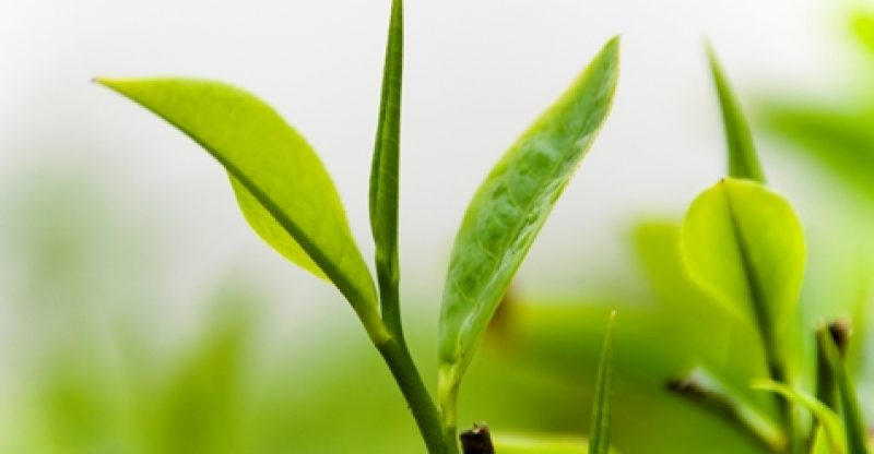 Health Benefits of Green Tea