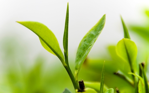 Health Benefits of Green Tea 1