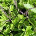 Health Benefits of Holy Basil – Tulsi – Ocimum Tenuiflorum