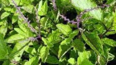 Health Benefits of Holy Basil – Tulsi – Ocimum Tenuiflorum Health Benefits of Holy Basil – Tulsi – Ocimum Tenuiflorum