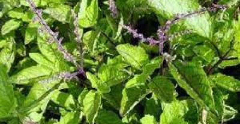 Health Benefits of Holy Basil – Tulsi – Ocimum Tenuiflorum