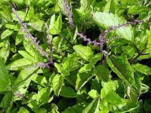 Health Benefits of Holy Basil - Tulsi - Ocimum Tenuiflorum 1 Health Benefits of Holy Basil - Tulsi - Ocimum Tenuiflorum 1