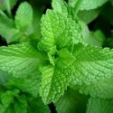 Health Benefits of Mint – Mentha Spicata