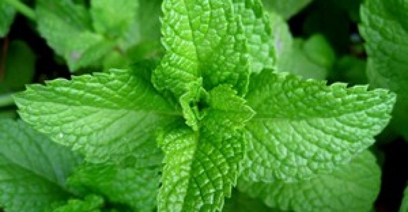 Health Benefits of Mint – Mentha Spicata