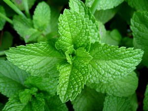 Health Benefits of Mint - Mentha Spicata 1 Health Benefits of Mint - Mentha Spicata 1