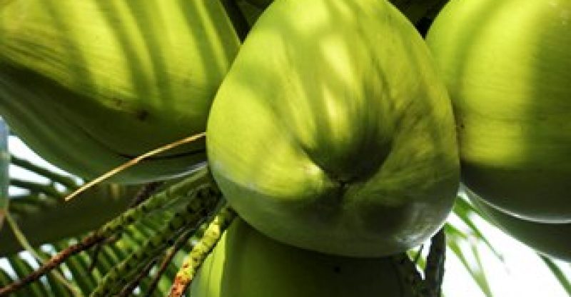 Health Benefits of Tender Coconut Water