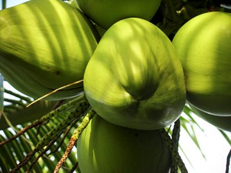 Health Benefits of Tender Coconut Water 1