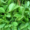 15 Amazing Health Benefits Of Fenugreek Leaves For Entire Body 15 Amazing Health Benefits Of Fenugreek Leaves For Entire Body
