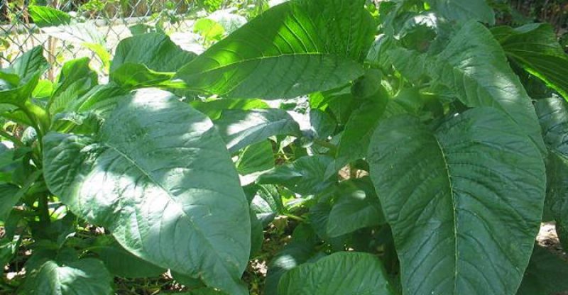 11 Amazing Health Benefits Of Amaranth Leaves and Seeds 11 Amazing Health Benefits Of Amaranth Leaves and Seeds