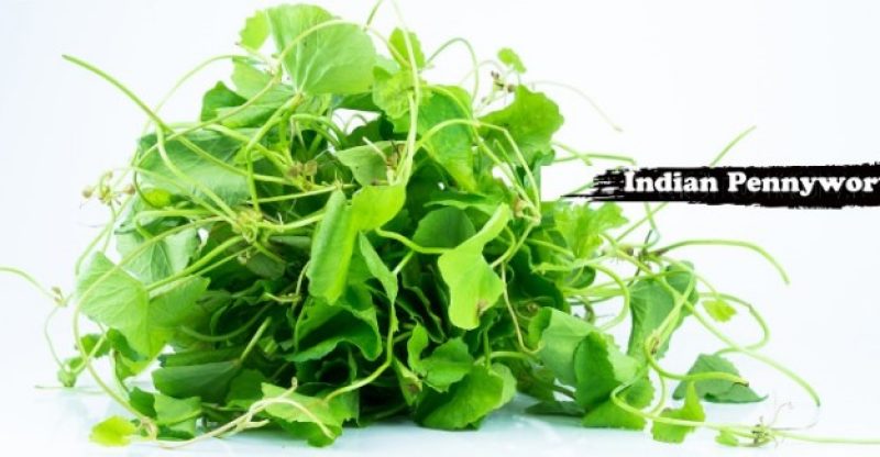 15 Health Benefits Of Indian Pennywort (Centella Asiatica) 15 Health Benefits Of Indian Pennywort (Centella Asiatica)