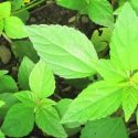 10 Exciting Health Benefits of Pigweed Green