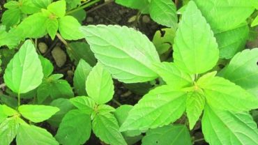 10 Exciting Health Benefits of Pigweed Green