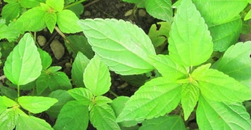 10 Exciting Health Benefits of Pigweed Green 10 Exciting Health Benefits of Pigweed Green