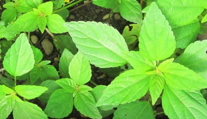 10 Exciting Health Benefits of Pigweed Green 3 10 Exciting Health Benefits of Pigweed Green 1
