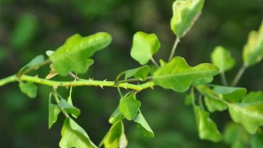 12 Best Health Benefits of Solanum Trilobatum / Thoothuvalai Green