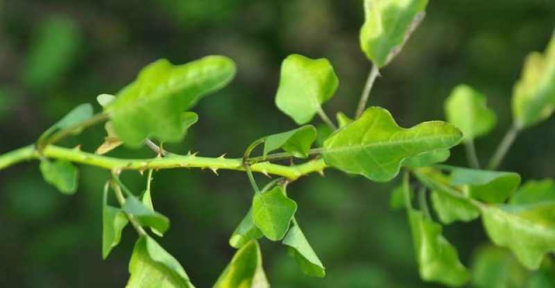 12 Best Health Benefits of Solanum Trilobatum / Thoothuvalai Green