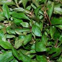 11 Health Benefits Of Alternanthera Sessilis (Joy Weed-Ponnanganni)