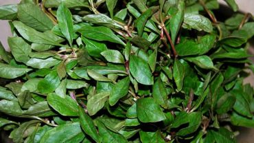 11 Health Benefits Of Alternanthera Sessilis (Joy Weed-Ponnanganni) 11 Health Benefits Of Alternanthera Sessilis (Joy Weed-Ponnanganni)