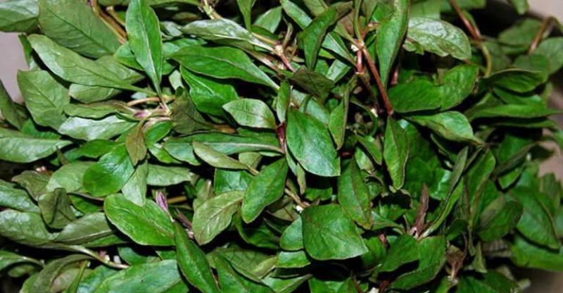11 Health Benefits Of Alternanthera Sessilis (Joy Weed-Ponnanganni)