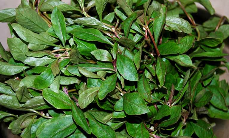 11 Health Benefits Of Alternanthera Sessilis (Joy Weed-Ponnanganni) 1