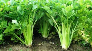 14 Amazing Health Benefits Of Celery Leaves and Seeds