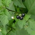 12 Health Benefits Of Black Nightshade (Solanum Nigrum) Leaves, Seeds and Flowers 12 Health Benefits Of Black Nightshade (Solanum Nigrum) Leaves, Seeds and Flowers