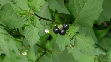 12 Health Benefits Of Black Nightshade (Solanum Nigrum) Leaves, Seeds and Flowers