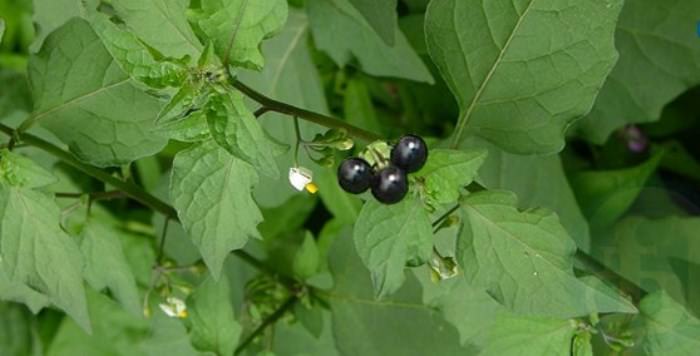 12 Health Benefits Of Black Nightshade (Solanum Nigrum) Leaves, Seeds and Flowers 3 12 Health Benefits Of Black Nightshade (Solanum Nigrum) Leaves, Seeds and Flowers 3