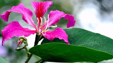 10 Best Health Benefits Of Orchid Leaves, Flowers, Buds, Stem And Roots.