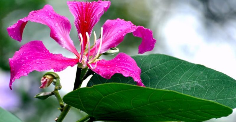 10 Best Health Benefits Of Orchid Leaves, Flowers, Buds, Stem And Roots.