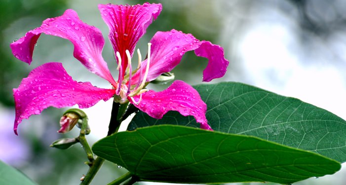 10 Best Health Benefits Of Orchid Leaves, Flowers, Buds, Stem And Roots. 1