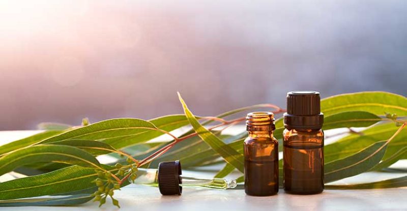 10 Amazing Health Benefits of Eucalyptus Essential Oil