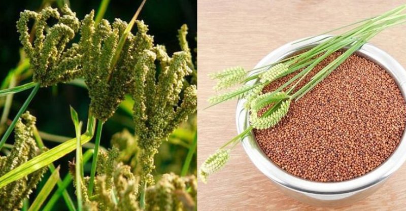 13 Incredible Health Benefits of Finger Millet (Ragi) Consuming Every Day