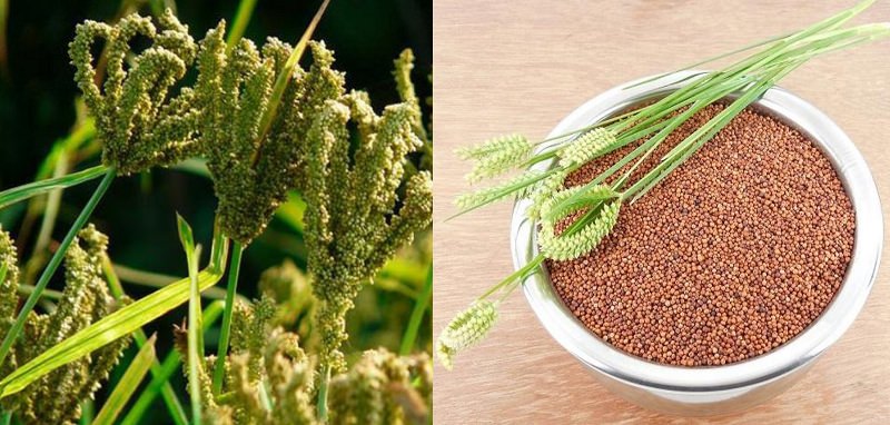 13 Incredible Health Benefits of Finger Millet (Ragi) Consuming Every Day 1