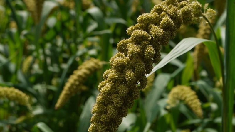 7 Tasty, Healthy and Nutritious Millets and Its Amazing Health Benefits 1 7 Tasty, Healthy and Nutritious Millets and Its Amazing Health Benefits 1