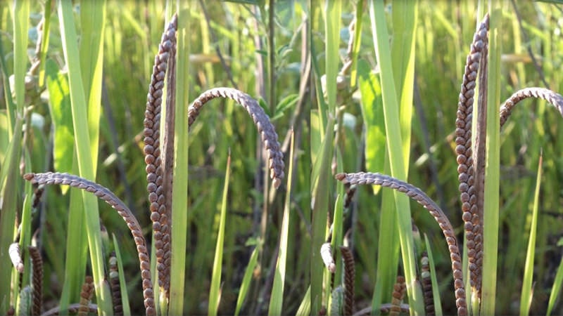 7 Tasty, Healthy and Nutritious Millets and Its Amazing Health Benefits 5 7 Tasty, Healthy and Nutritious Millets and Its Amazing Health Benefits 5