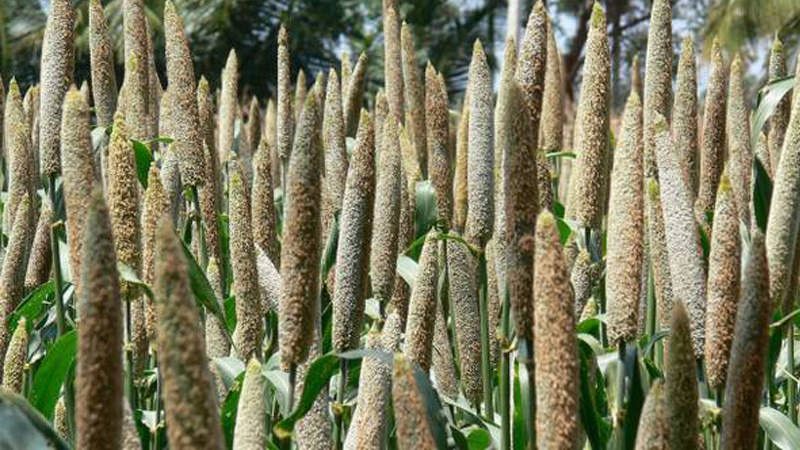 7 Tasty, Healthy and Nutritious Millets and Its Amazing Health Benefits 6 7 Tasty, Healthy and Nutritious Millets and Its Amazing Health Benefits 6