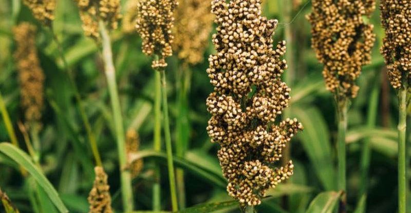 7 Tasty, Healthy and Nutritious Millets and Its Amazing Health Benefits 7 Tasty, Healthy and Nutritious Millets and Its Amazing Health Benefits