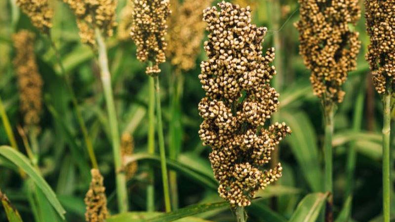 7 Tasty, Healthy and Nutritious Millets and Its Amazing Health Benefits 7 7 Tasty, Healthy and Nutritious Millets and Its Amazing Health Benefits 7