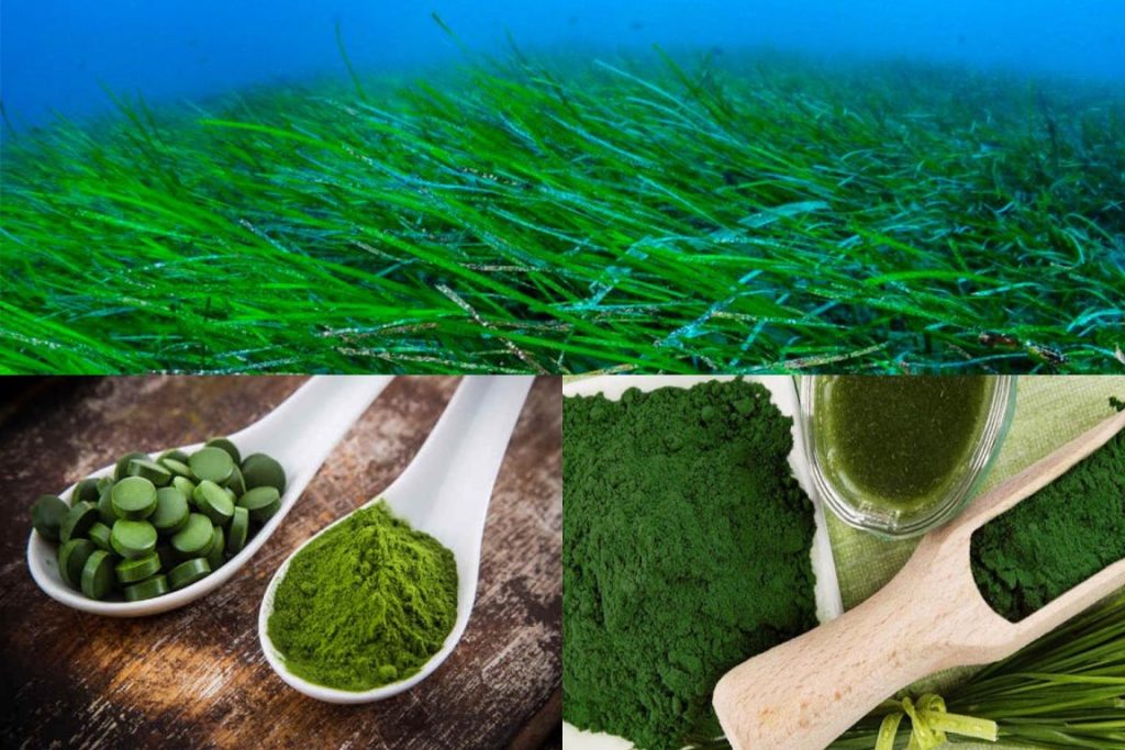 Spirulina: A Superfood for Better Health Benefits 7