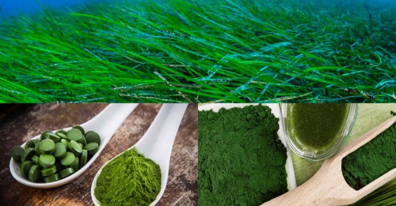 Spirulina: A Superfood for Better Health Benefits Spirulina: A Superfood for Better Health Benefits